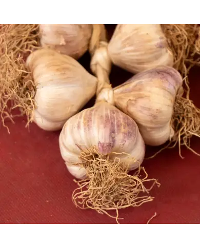 Aglio di Vessalico 5 teste