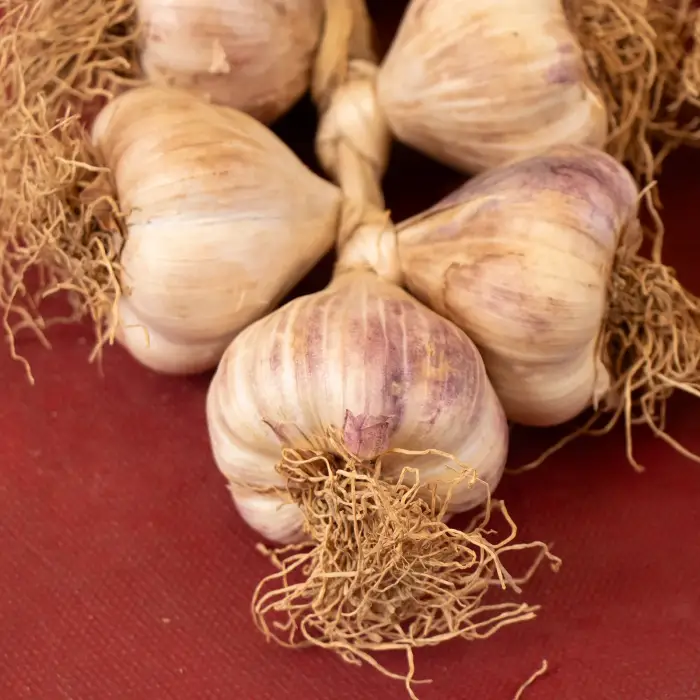 Aglio di Vessalico nella tradizionale "resta"  (treccia da 5 teste)