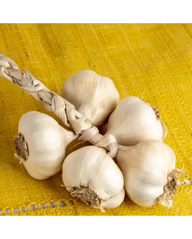 Aglio di Vessalico 5 teste