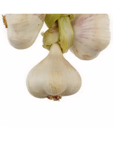 Aglio di Vessalico 5 teste