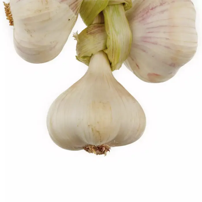 Aglio di Vessalico nella tradizionale "resta"  (treccia da 5 teste)