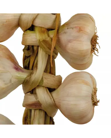 Aglio di Vessalico 5 teste