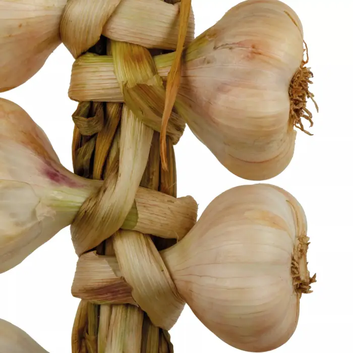 Aglio di Vessalico nella tradizionale "resta"  (treccia da 5 teste)