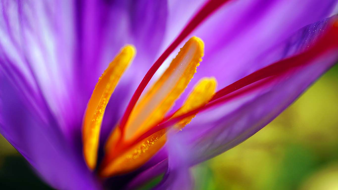 Zafferano in fiore